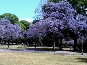 jacaranda