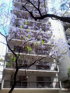 -jacarandaUgarteche