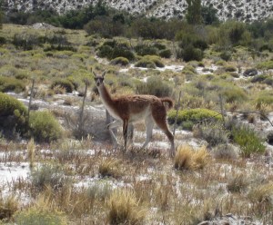 guanaco