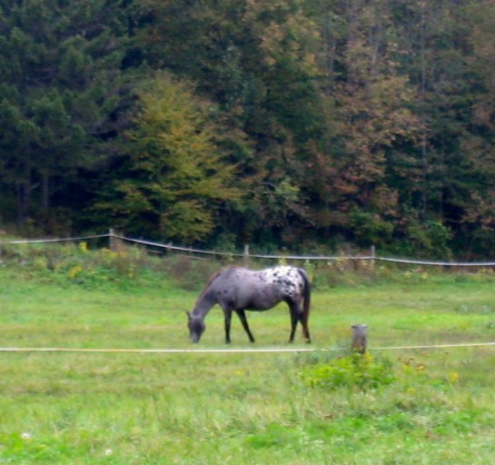 Appaloosa in the Green Mountains