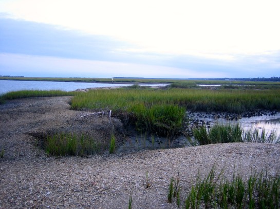 tidal marsh