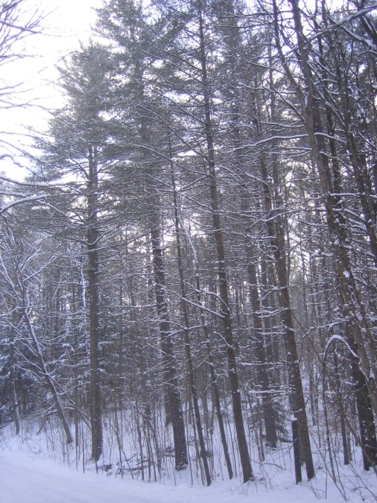 tall snowy trees