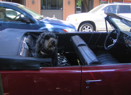el Jefe chillin' in the back seat