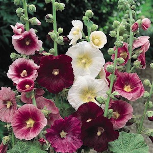 hollyhocks2