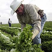 mex farmer
