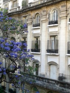 view from my balcony, la jacaranda en flor
