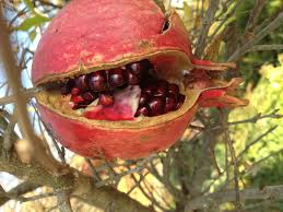 some say it was a Pomegranate, not an Apple