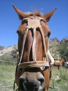 I'm the head bitch, bitch!