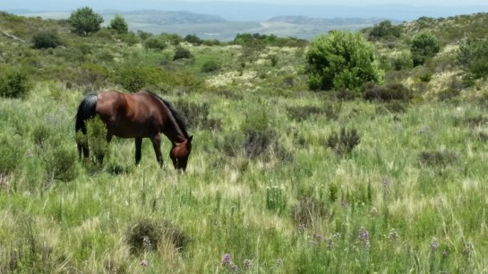horse-grazing-trail-abv-la-cumbre-1